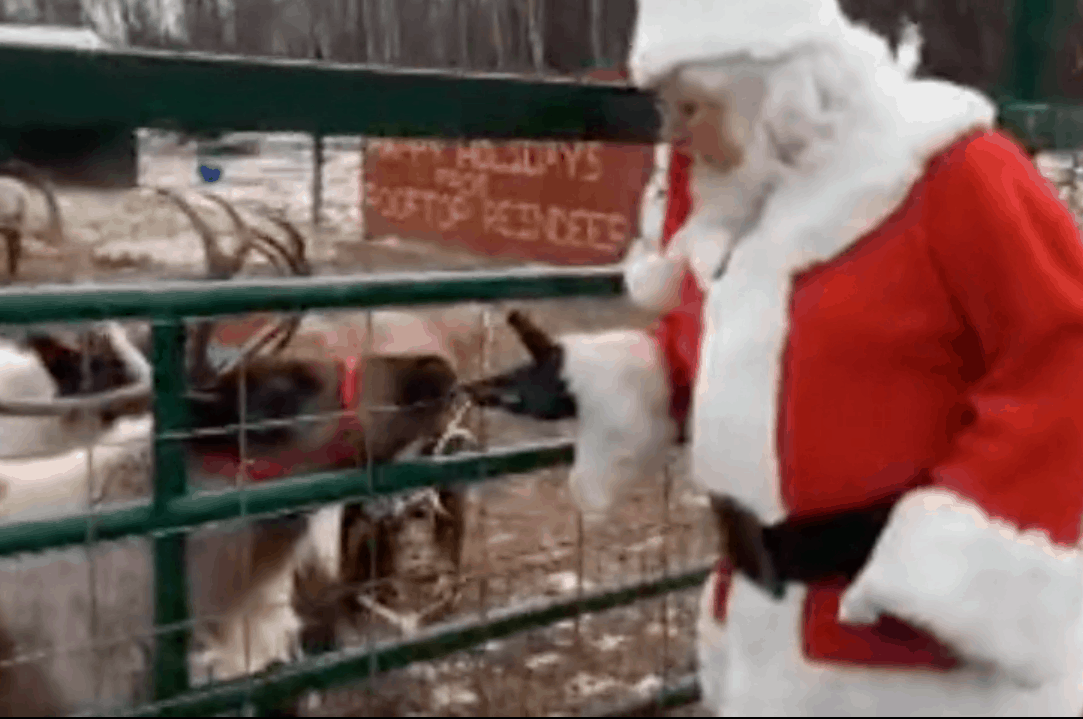 Santa reaches through gate to feed reindeer pal.