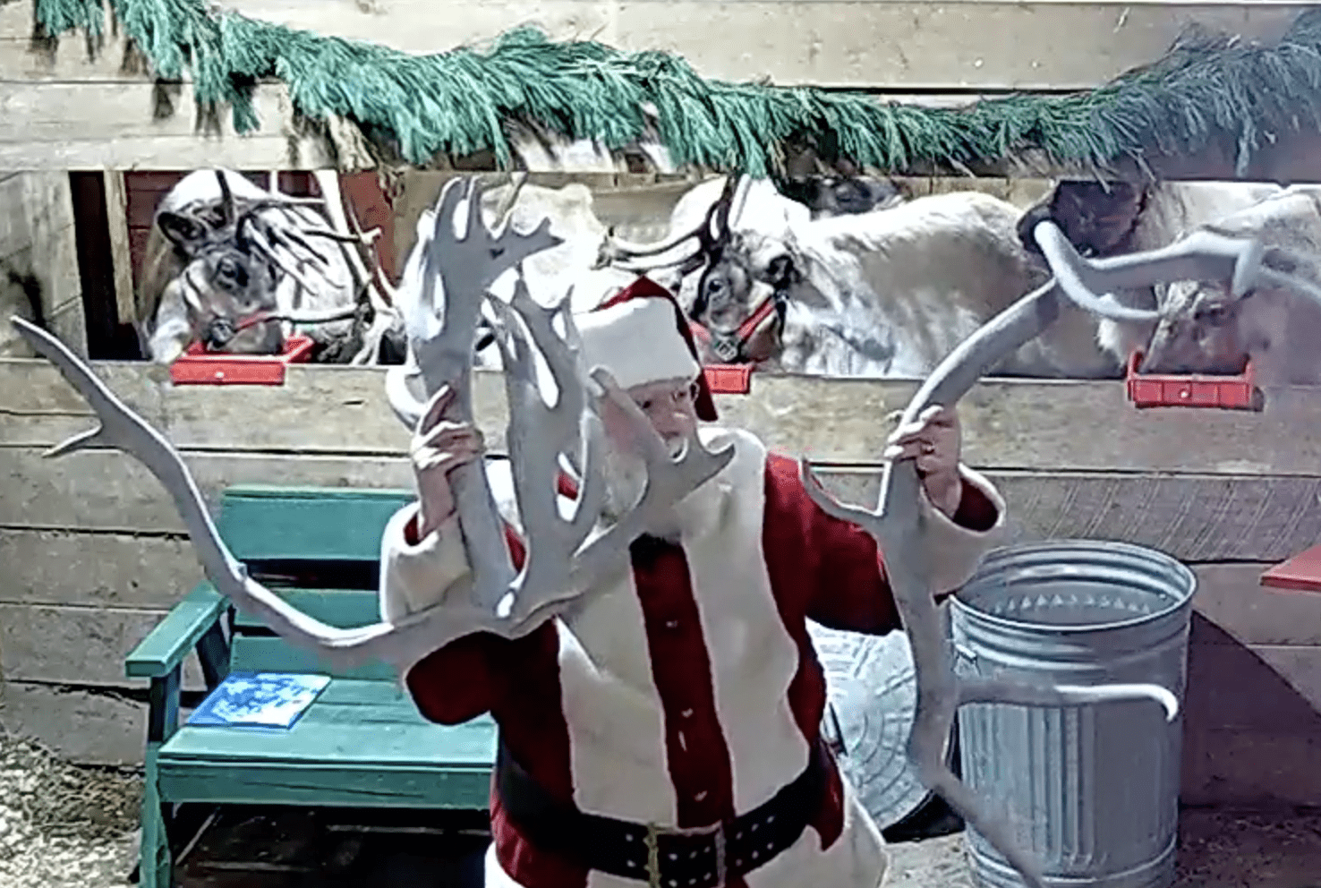 Reindeer Facts and Story Time - ReindeerCam